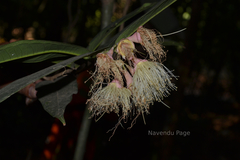 Syzygium munronii